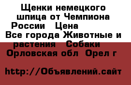 Щенки немецкого шпица от Чемпиона России › Цена ­ 50 000 - Все города Животные и растения » Собаки   . Орловская обл.,Орел г.